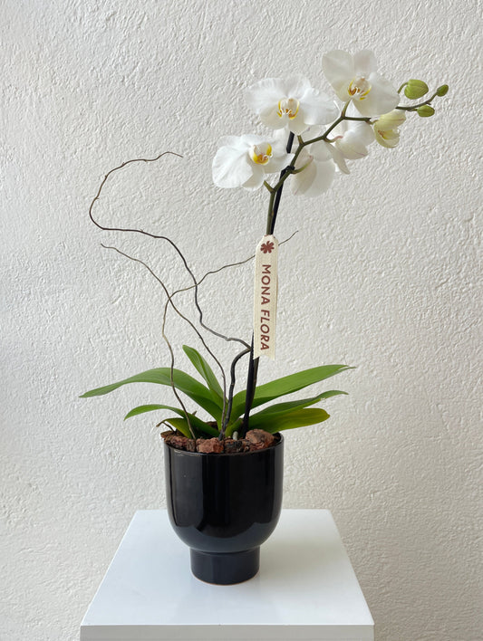 Orquídea Charm