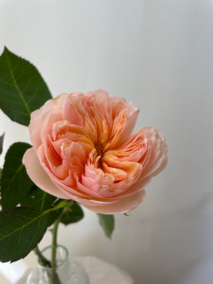 Rosa inglesa Bouquet