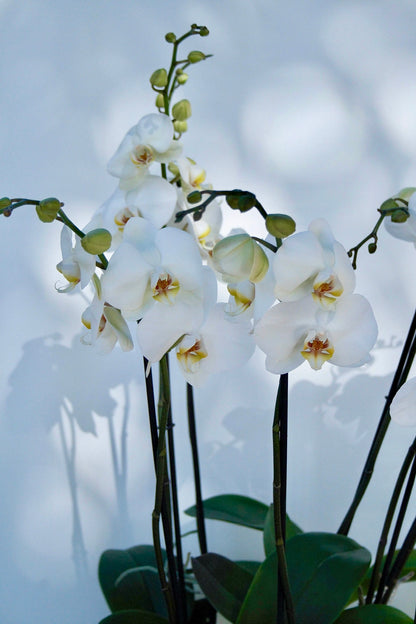 Orquídea Bliss